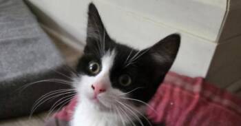 Domestic Medium Hair Cats Available for Adoption in Salisbury, North Carolina - Andy | PetCurious