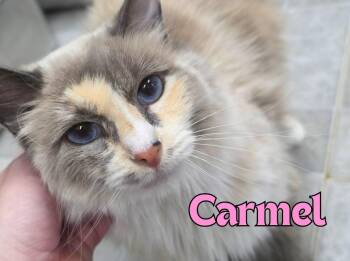 Carmel -  Domestic Long Hair Cat for Adoption in Rome, Georgia - Carmel | PetCurious