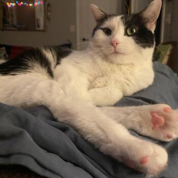 Eight Ball -  Domestic Short Hair Cat for Adoption in Chattanooga, Tennessee - Eight Ball | PetCurious