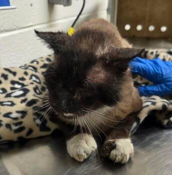 Morgan -  Domestic Short Hair Cat for Adoption in Fruit Heights, Utah - Morgan | PetCurious