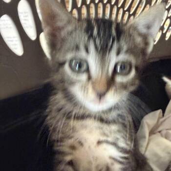 Nibbler -  Domestic Short Hair Cat for Adoption in Fort Bragg, California - Nibbler | PetCurious