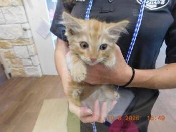 Ford -  Domestic Medium Hair and Domestic Short Hair Cat for Adoption in North Richland Hills, Texas - Ford | PetCurious