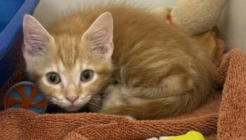Domestic Short Hair Cats Available for Adoption in Salisbury, Maryland - G-Eazy | PetCurious