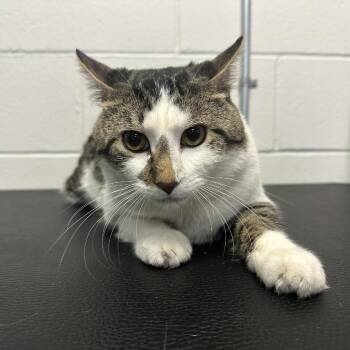 Domestic Short Hair Cats Available for Adoption - Fawn C10542 | PetCurious