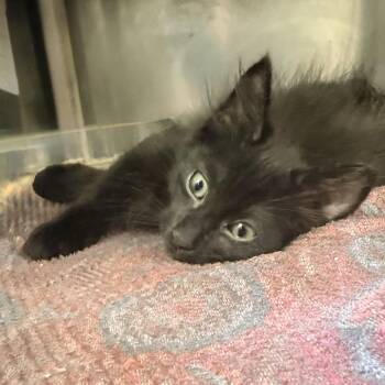 Kyle -  Domestic Short Hair Cat for Adoption in Palm Springs, California - Kyle | PetCurious