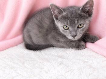 Amy -  Russian Blue and Domestic Short Hair Cat for Adoption in Columbia, South Carolina - Amy | PetCurious