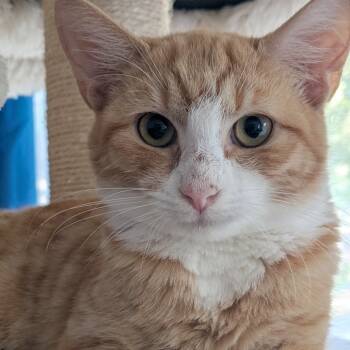 Rescue Domestic Short Hair Cats for Adoption in Silver Spring, Maryland - Athena | PetCurious