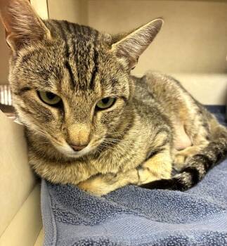 Domestic Short Hair Cats Available for Adoption in Elmsford, New York - Ella - Available 5/16 | PetCurious