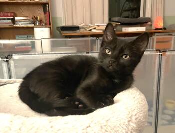 Angel (A142644) -  Domestic Short Hair Cat for Adoption in Burbank, California - Angel (A142644) | PetCurious