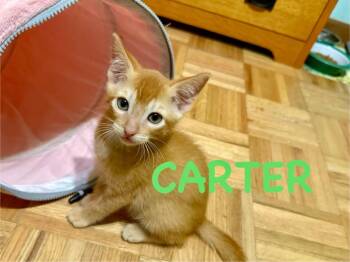 Carter -  Domestic Short Hair Cat for Adoption in Ocala, Florida - Carter | PetCurious