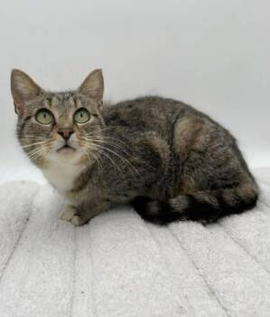 Domestic Short Hair Cats Available for Adoption in Bowling Green, Kentucky - Velma- Sponsored | PetCurious