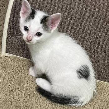 Turkish Van Cats Available for Adoption in Liverpool, Texas - Chip | PetCurious