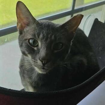 Domestic Short Hair Cats Available for Adoption in Nampa, Idaho - Skipper | PetCurious