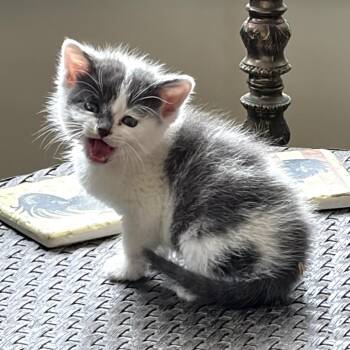 Gravy -  Domestic Medium Hair Cat for Adoption in Tipton, Indiana - Gravy | PetCurious