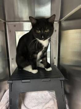 Domestic Short Hair Cats Available for Adoption in Wichita, Kansas - Gibby | PetCurious