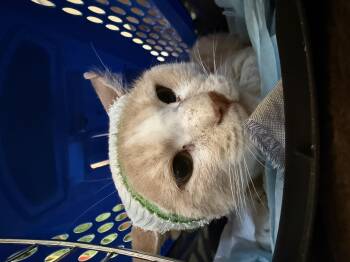 Rescue Domestic Short Hair Cats for Adoption in Oceanside, California - Derwin | PetCurious