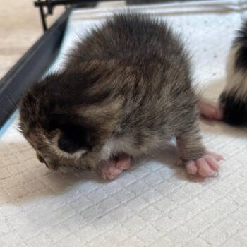 Chancleta -  Domestic Short Hair Cat for Adoption in Kanab, Utah - Chancleta | PetCurious