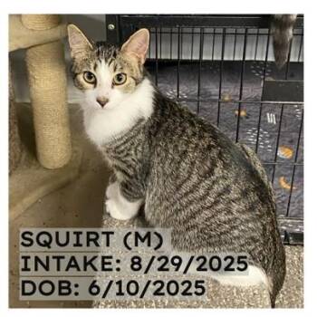 Rescue Tabby Cats for Adoption in New Richmond, Wisconsin - Squirt | PetCurious