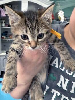 Domestic Short Hair Cats Available for Adoption - Yamato | PetCurious