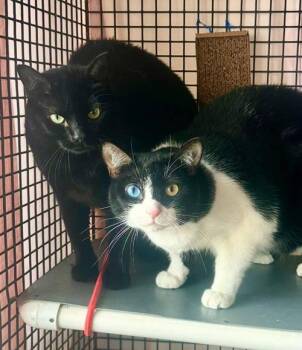 Rescue Domestic Short Hair Cats for Adoption in Greenville, Delaware - Maise And Merlot (FCID# 01/26/2023 -145,146 WG) | PetCurious