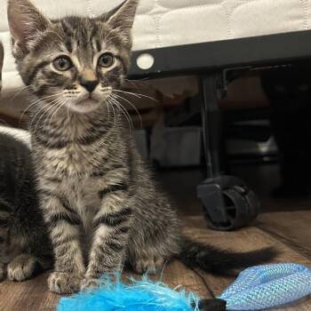Bell -  Tabby and Domestic Short Hair Cat for Adoption in Los Angeles, California - Bell | PetCurious