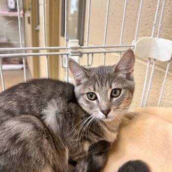 Fluttershy -  Domestic Short Hair Cat for Adoption in Myerstown, Pennsylvania - Fluttershy | PetCurious