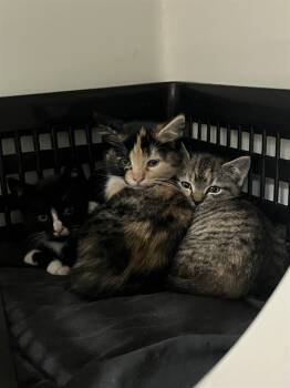 Rescue Domestic Short Hair Cats for Adoption in Boston, Massachusetts - JANET | PetCurious