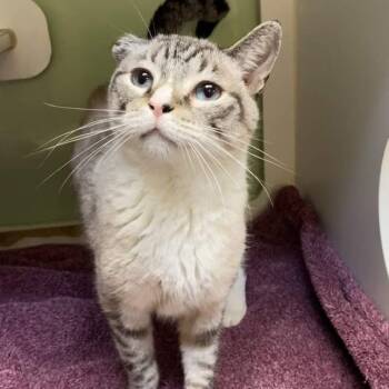 Rescue Siamese Cats for Adoption in Elbow Lake, Minnesota - Richard | PetCurious