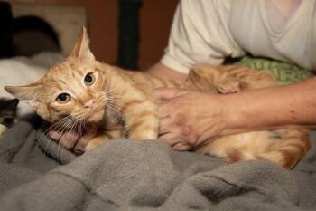 Rescue American Shorthair Cats for Adoption in Los Angeles, California - Herald | PetCurious