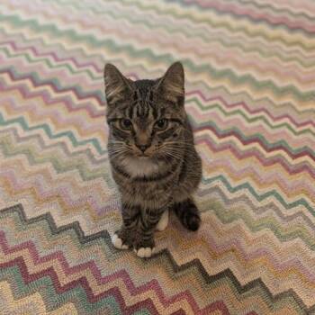 Domestic Short Hair Cats Available for Adoption in Hudsonville, Michigan - Bill | PetCurious