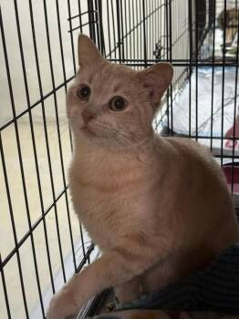 Domestic Short Hair Cats Available for Adoption in Walled Lake, Michigan - Willie | PetCurious