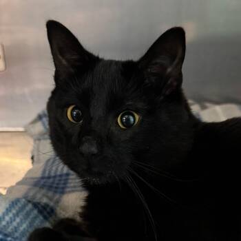 Glenn CoCo -  Domestic Short Hair Cat for Adoption in Lakewood, Colorado - Glenn CoCo | PetCurious