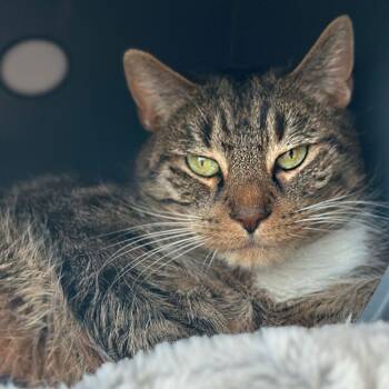 Domestic Long Hair Cats Available for Adoption - Possum | PetCurious