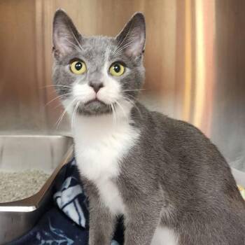 Biscotti -  Domestic Short Hair Cat for Adoption in Shinnston, West Virginia - Biscotti | PetCurious