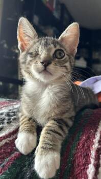 Moody -  Domestic Short Hair Cat for Adoption in Burnaby, British Columbia - Moody | PetCurious
