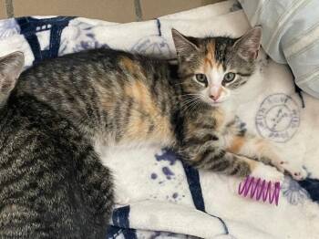 Marissa -  Domestic Short Hair Cat for Adoption in Westfield, New York - Marissa | PetCurious