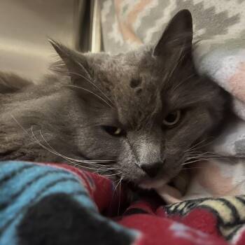 Domestic Long Hair Cats Available for Adoption in Port Townsend, Washington - Summer | PetCurious