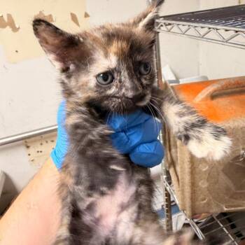 Jelly -  Domestic Short Hair Cat for Adoption in Philadelphia, Pennsylvania - Jelly | PetCurious