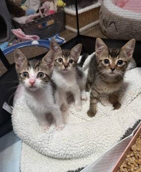 Domestic Short Hair and Tabby Cats Available for Adoption in Orlando, Florida - Berlioz | PetCurious