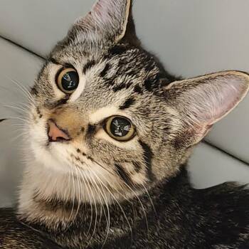 Michelle -  Domestic Short Hair Cat for Adoption in Allentown, Pennsylvania - Michelle | PetCurious