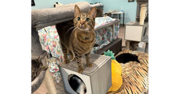 Rescue Domestic Short Hair and Tabby Cats for Adoption in New Cumberland, West Virginia - Steven | PetCurious