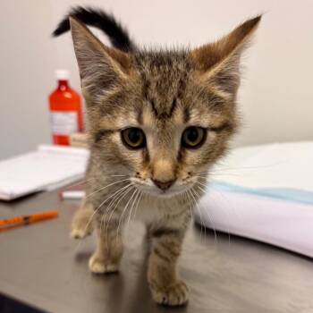 Domestic Short Hair Cats Available for Adoption in Nashville, Tennessee - Sampson | PetCurious