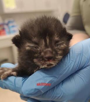 Skittles -  Domestic Short Hair Cat for Adoption in Lafayette, Indiana - Skittles | PetCurious
