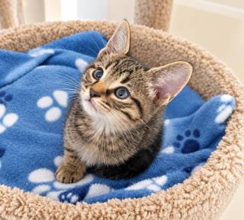 Rummy -  Domestic Short Hair Cat for Adoption in Pickerington, Ohio - Rummy | PetCurious