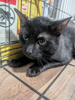 Domestic Short Hair Cats Available for Adoption in Metamora, Illinois - Mario K-520 | PetCurious