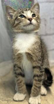 Cider -  Domestic Short Hair Cat for Adoption in Shreveport, Louisiana - Cider | PetCurious