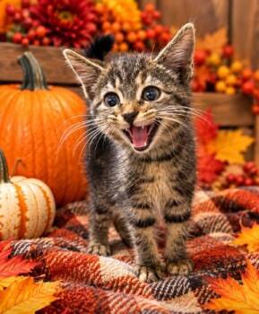 Taz -  Domestic Medium Hair Cat for Adoption in Lagrange, Indiana - Taz | PetCurious