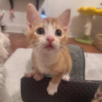 Domestic Short Hair Cats Available for Adoption - Petrie | PetCurious