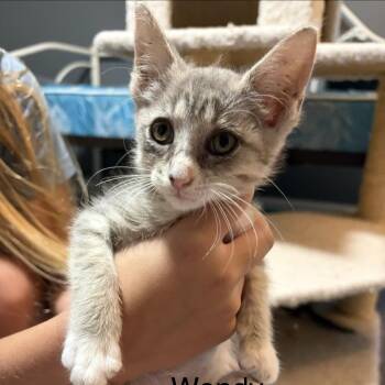 Wendy -  American Shorthair Cat for Adoption in Sandy Springs, Georgia - Wendy | PetCurious