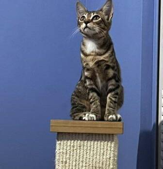 Tuna -  Domestic Short Hair Cat for Adoption in Tampa, Florida - Tuna | PetCurious
